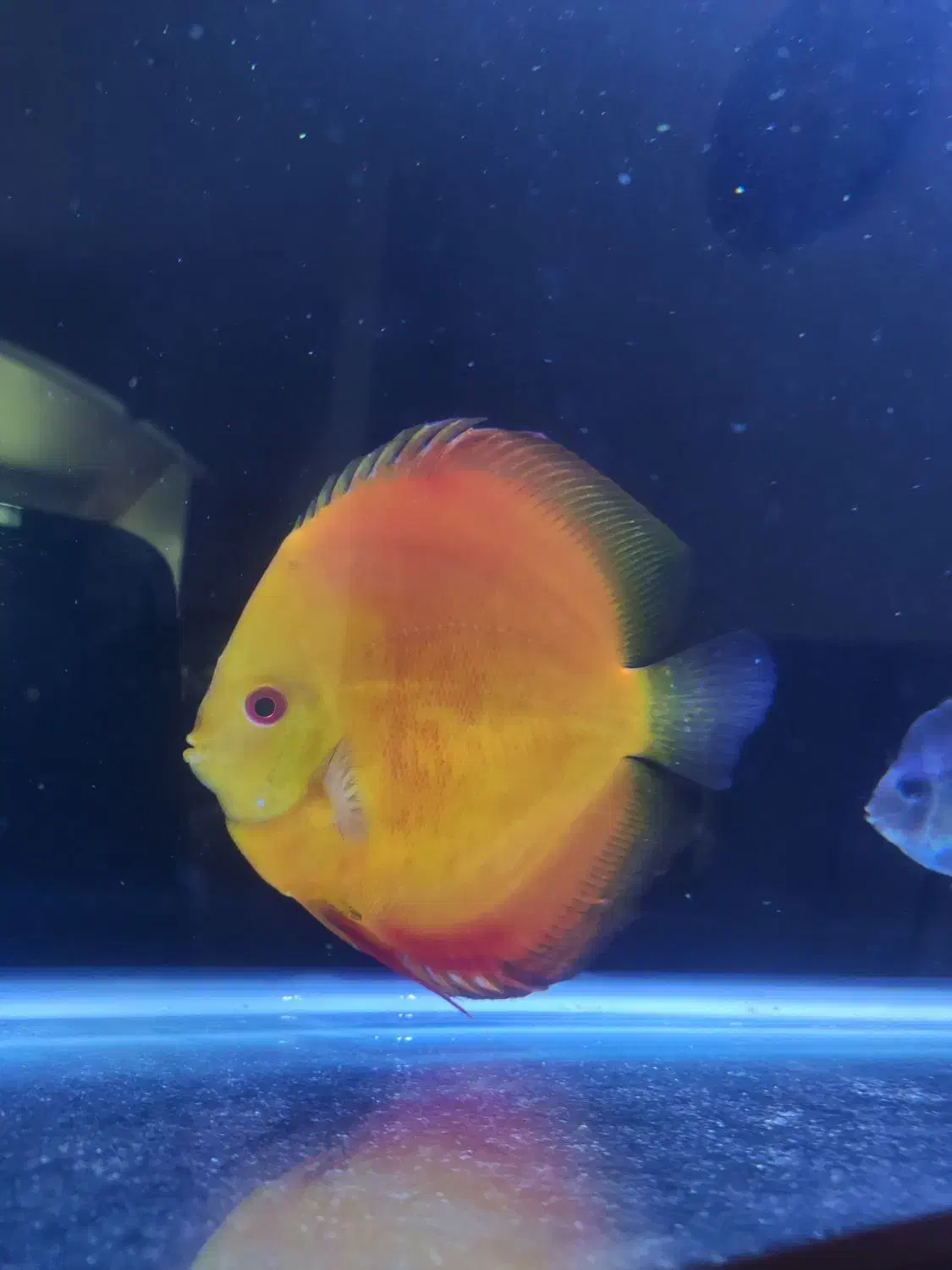 دیسکس اور سایز ++AA|ماهی|تهران, گمرک|دیوار