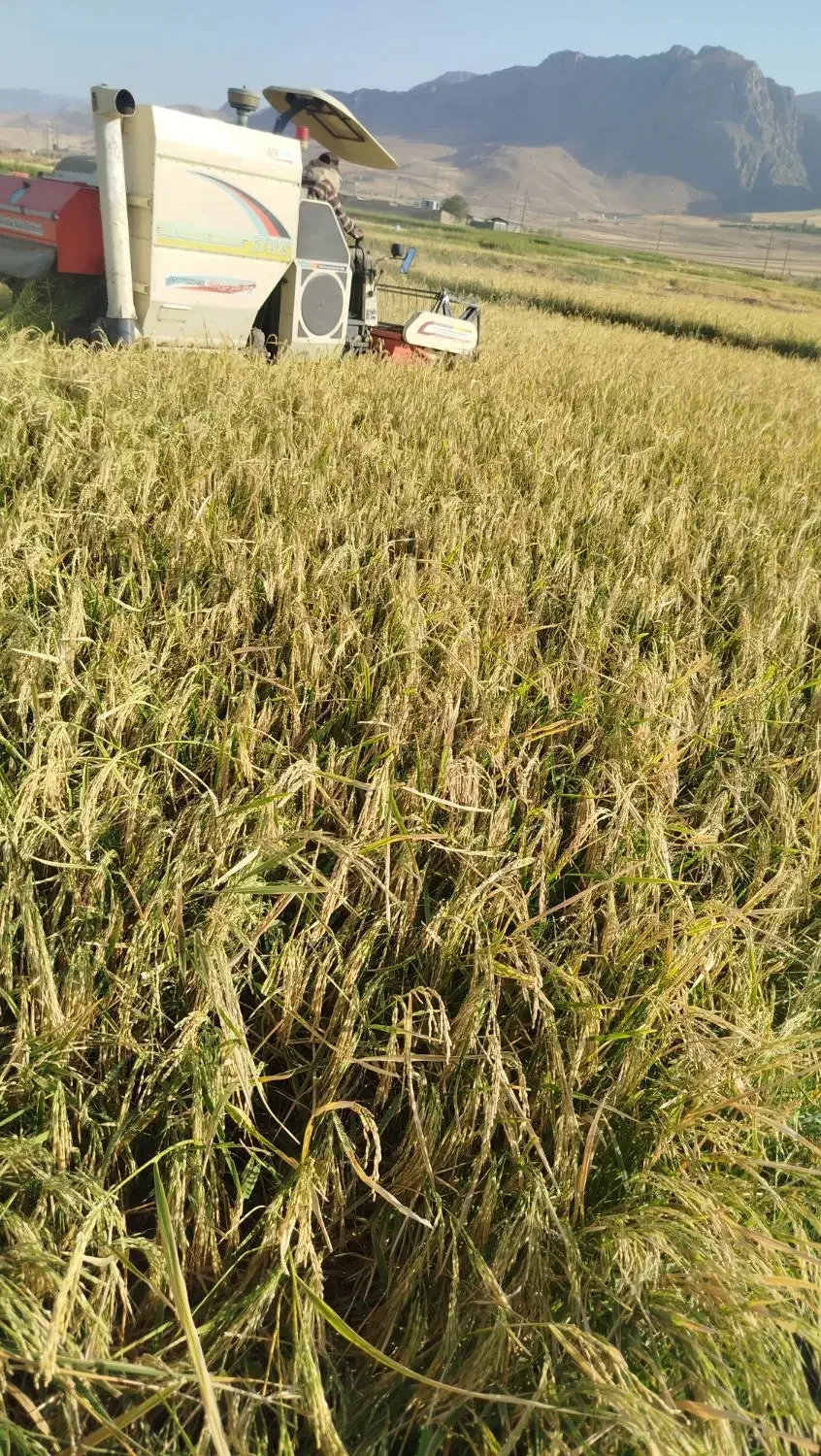 برنج خوشمزه محلی درجه 1|خوردنی و آشامیدنی|بروجرد, |دیوار