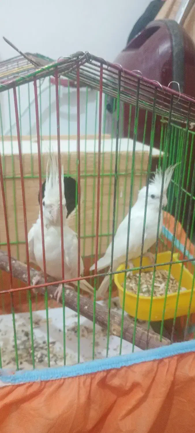 عروس هلندی|پرنده|رشت, حومه رشت|دیوار