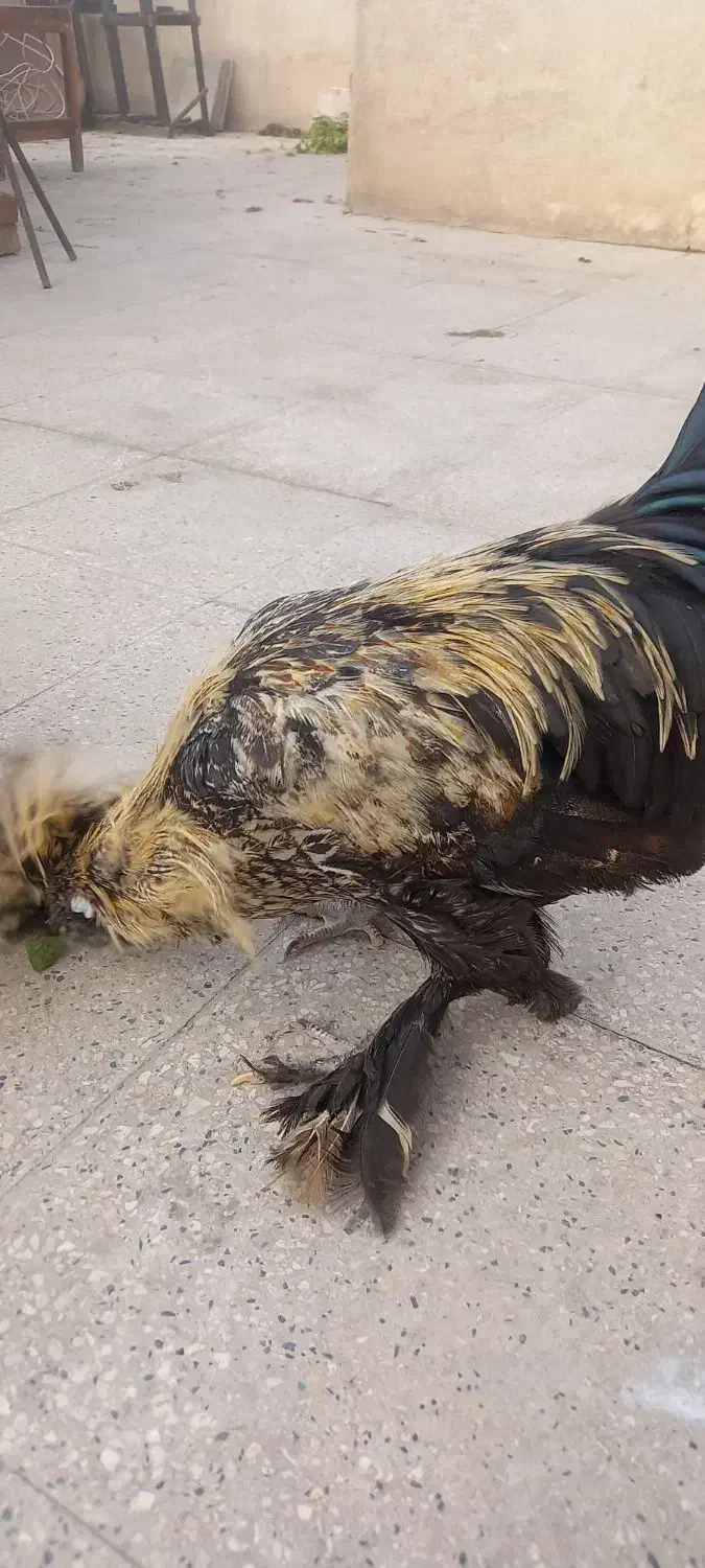 دو تا خروس سلطان ۶ ماهه|حیوانات مزرعه|تهران, فلاح|دیوار