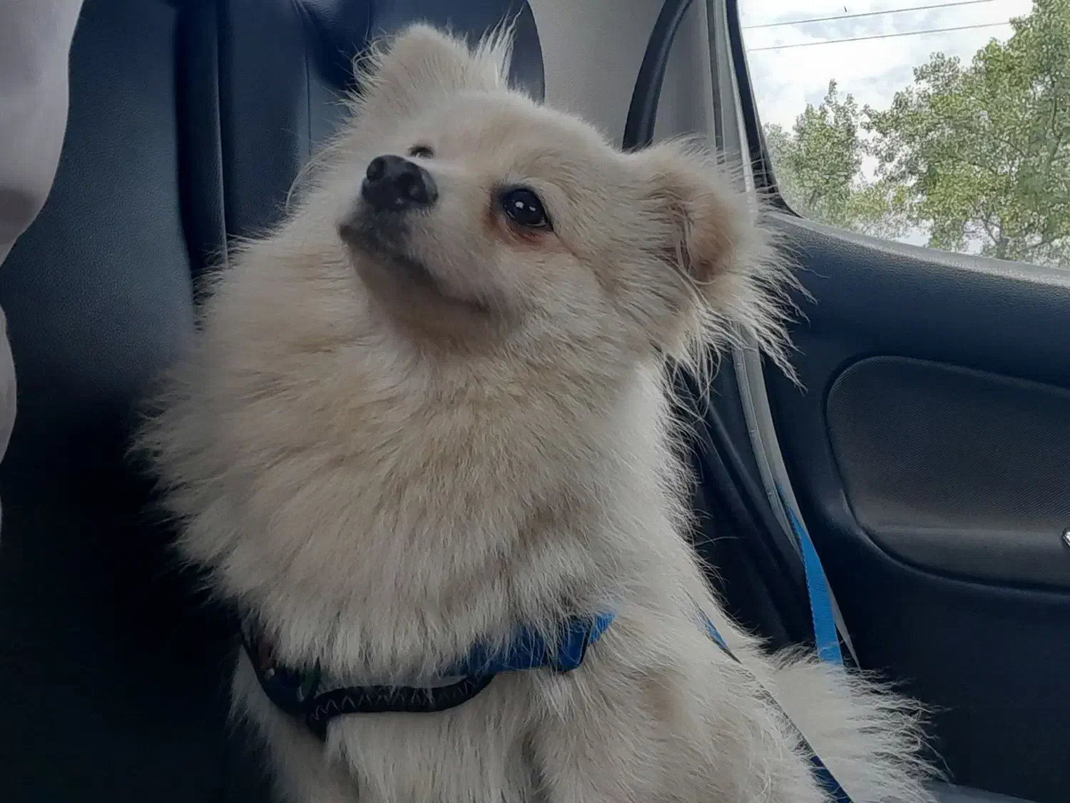 واگذاری سگ|سگ|بندر انزلی, جهانگانی|دیوار