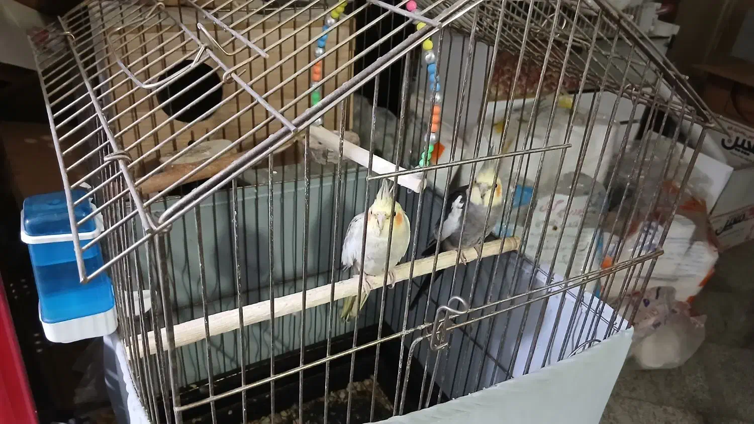 عروس هلندی جفت مولد|پرنده|تهران, هفده شهریور|دیوار