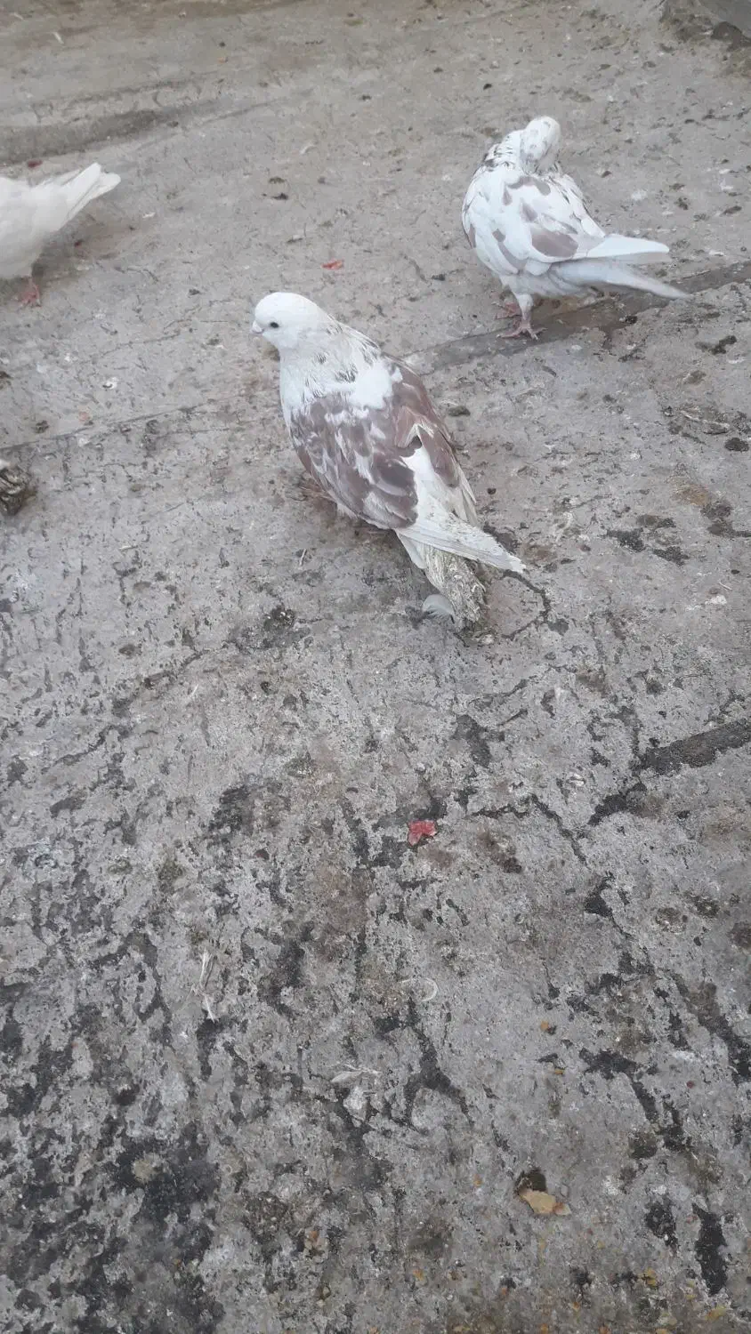 نر پشت گلی|حیوانات|قم, زنبیل آباد|دیوار