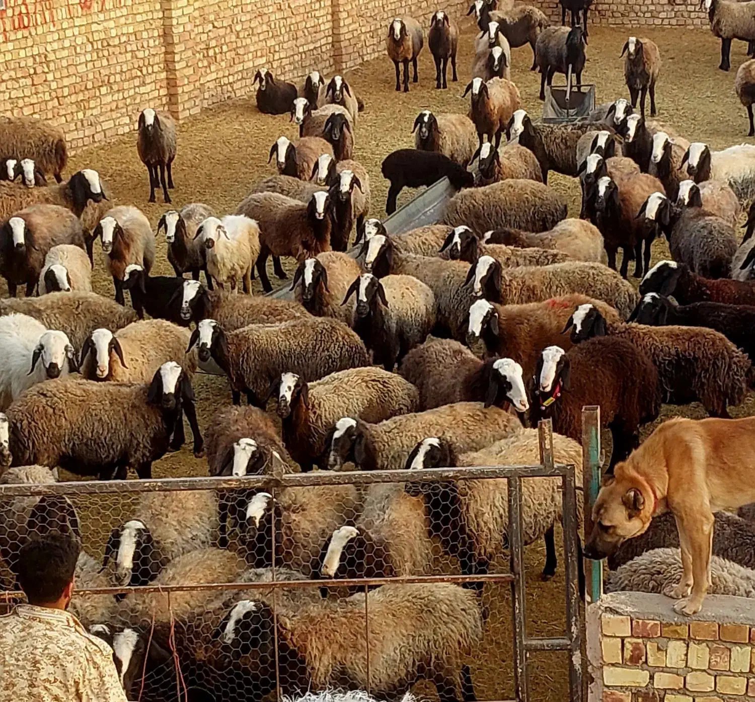 شیشک میش های شالی درجه یک|حیوانات مزرعه|اسفرورین, |دیوار