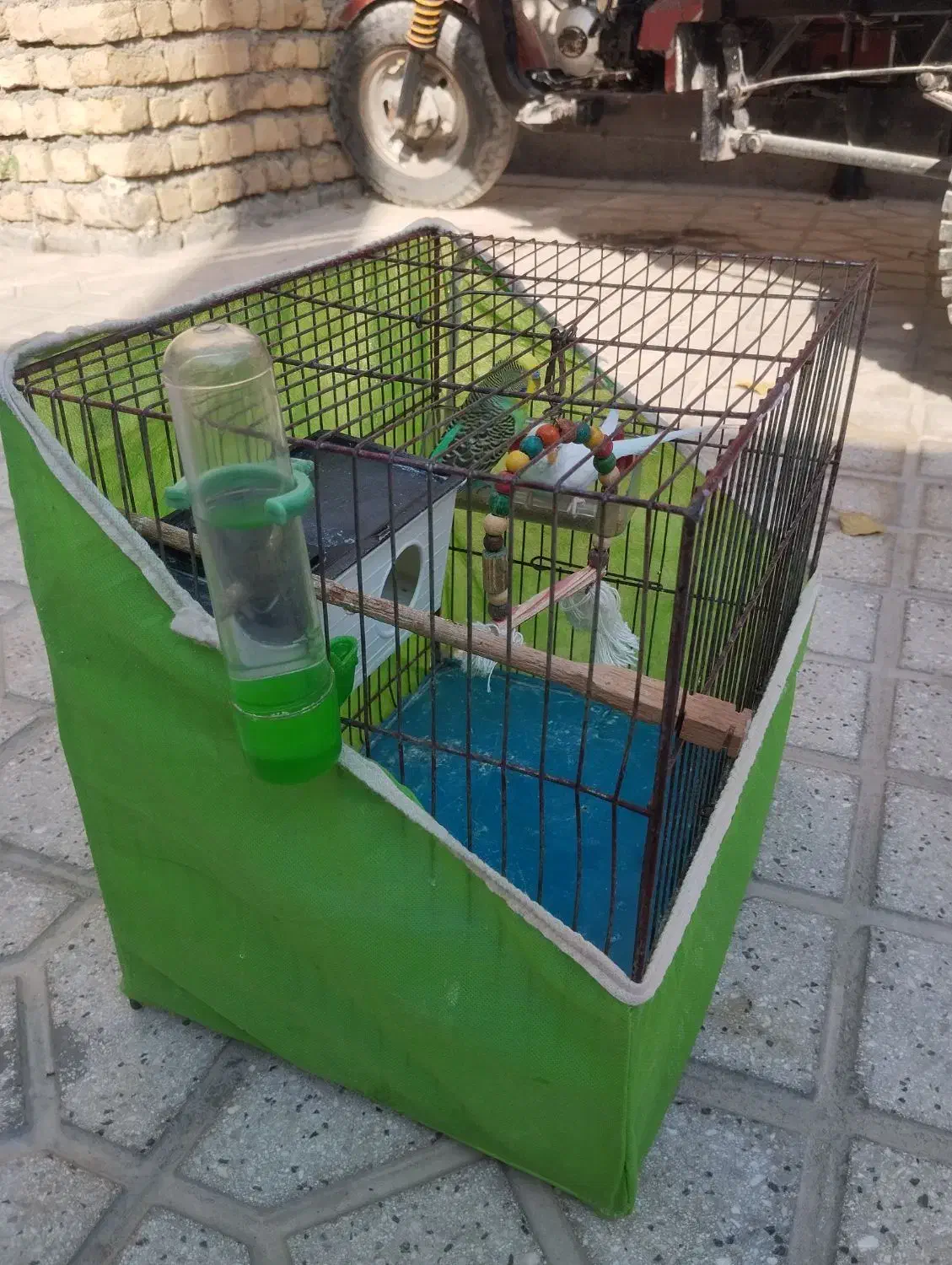 مرغ عشق|پرنده|بجنورد, |دیوار