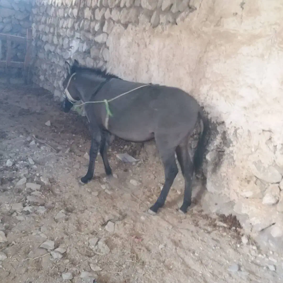 قاطر ۸ماهه ماچه جوان|حیوانات مزرعه|گچی, |دیوار