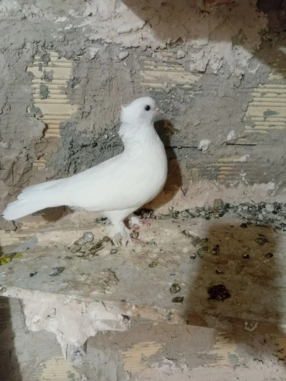 کبوتر|پرنده|محمدشهر, جعفرآباد|دیوار