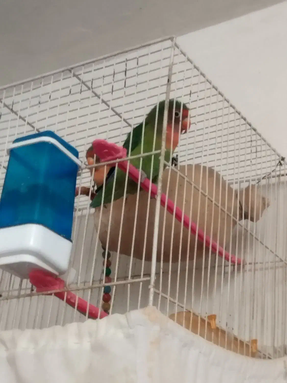 کوتوله برزیلی|پرنده|مشهد, شهید قربانی|دیوار