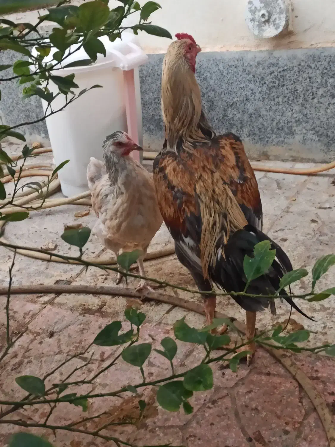 خروس و مرغ لاری و یه مرغ محلی بندر لنگه|حیوانات مزرعه|بندرلنگه, |دیوار