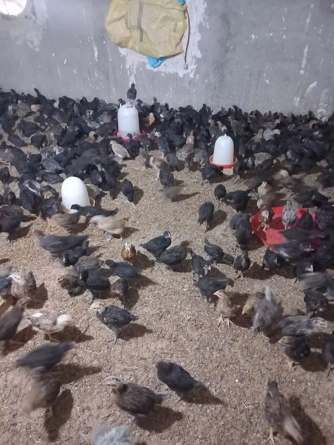 جوجه محلی|حیوانات مزرعه|مسجد سلیمان, |دیوار