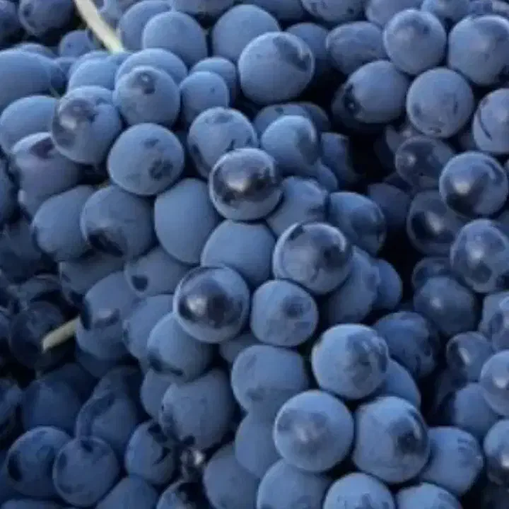 کشمش افتابی میوه مجلسی انگور شانی دیم انگور شرابی|خوردنی و آشامیدنی|تهران, میدان میوه و ترهبار مرکزی|دیوار