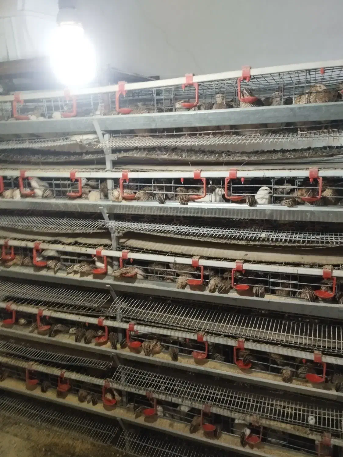 قفس بلدرچین تخم گذار|لوازم جانبی حیوانات|تهران, هلال احمر|دیوار