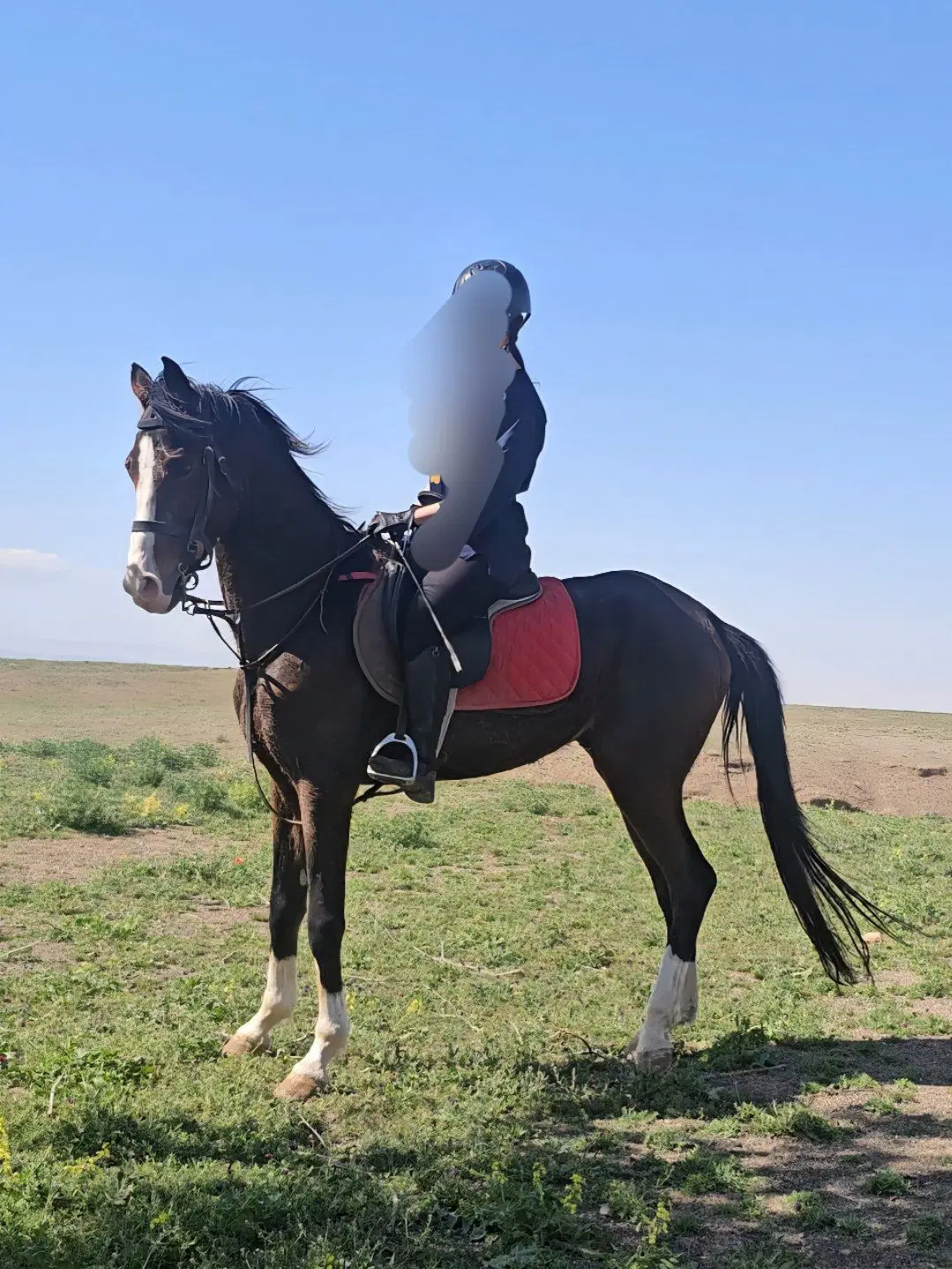 اسب|اسب و تجهیزات اسب‌سواری|سبزوار, قصبه غربی|دیوار