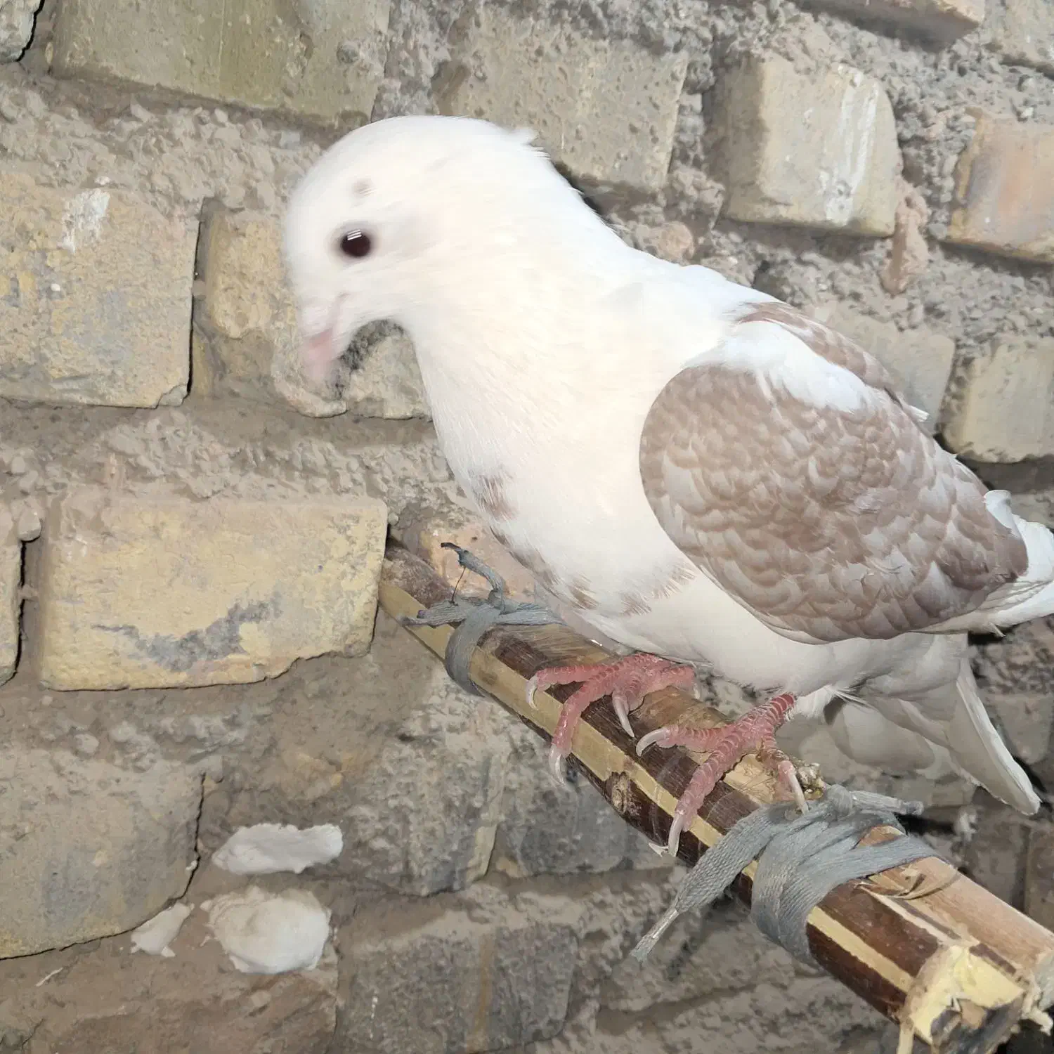 کفتر|پرنده|اسفراین, |دیوار