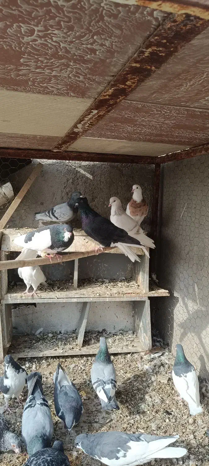 کبوتر|پرنده|بوئین زهرا, |دیوار