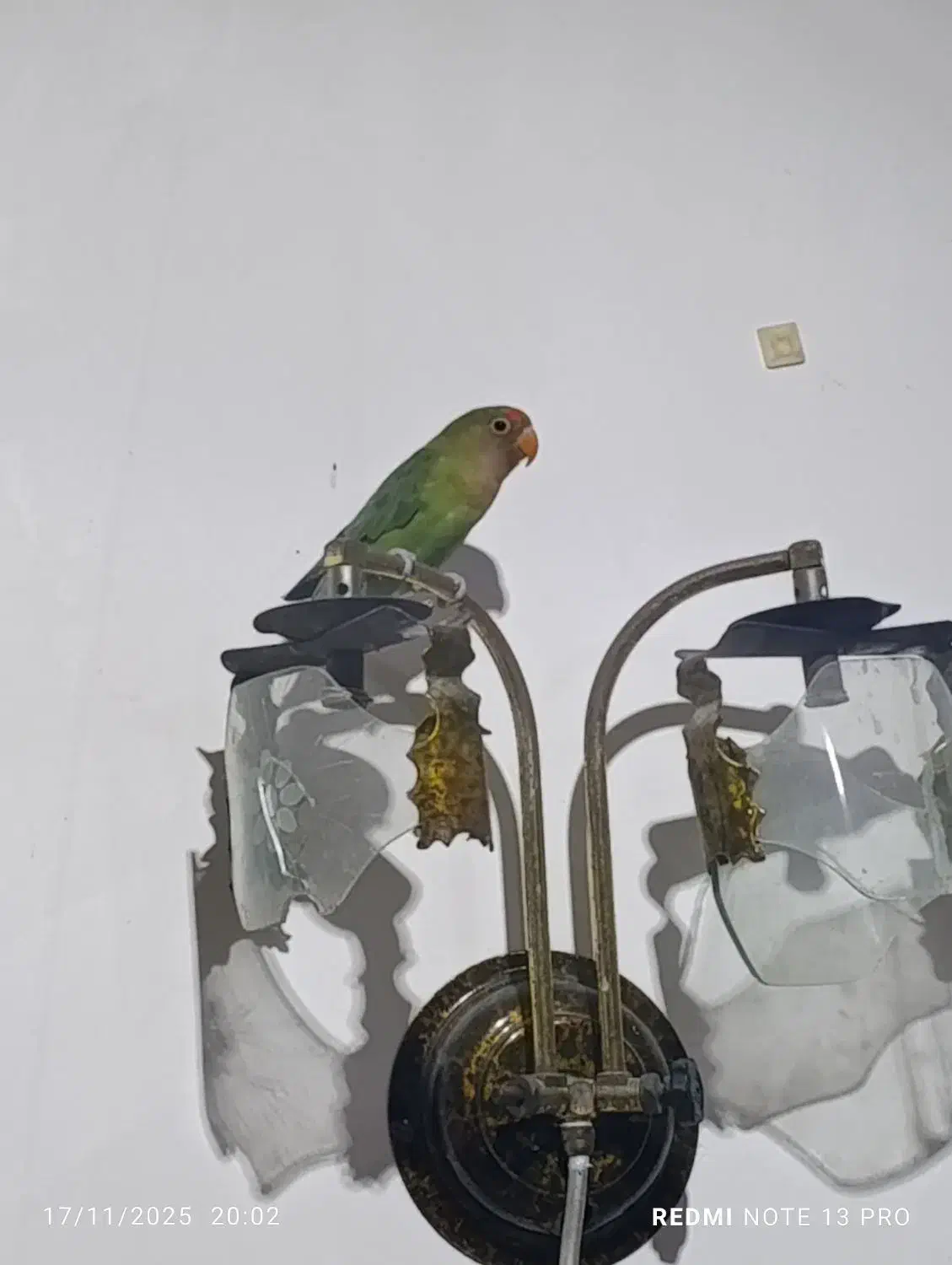 یک عدد طوطی برزیلی ماده بالغ|پرنده|شادگان, |دیوار