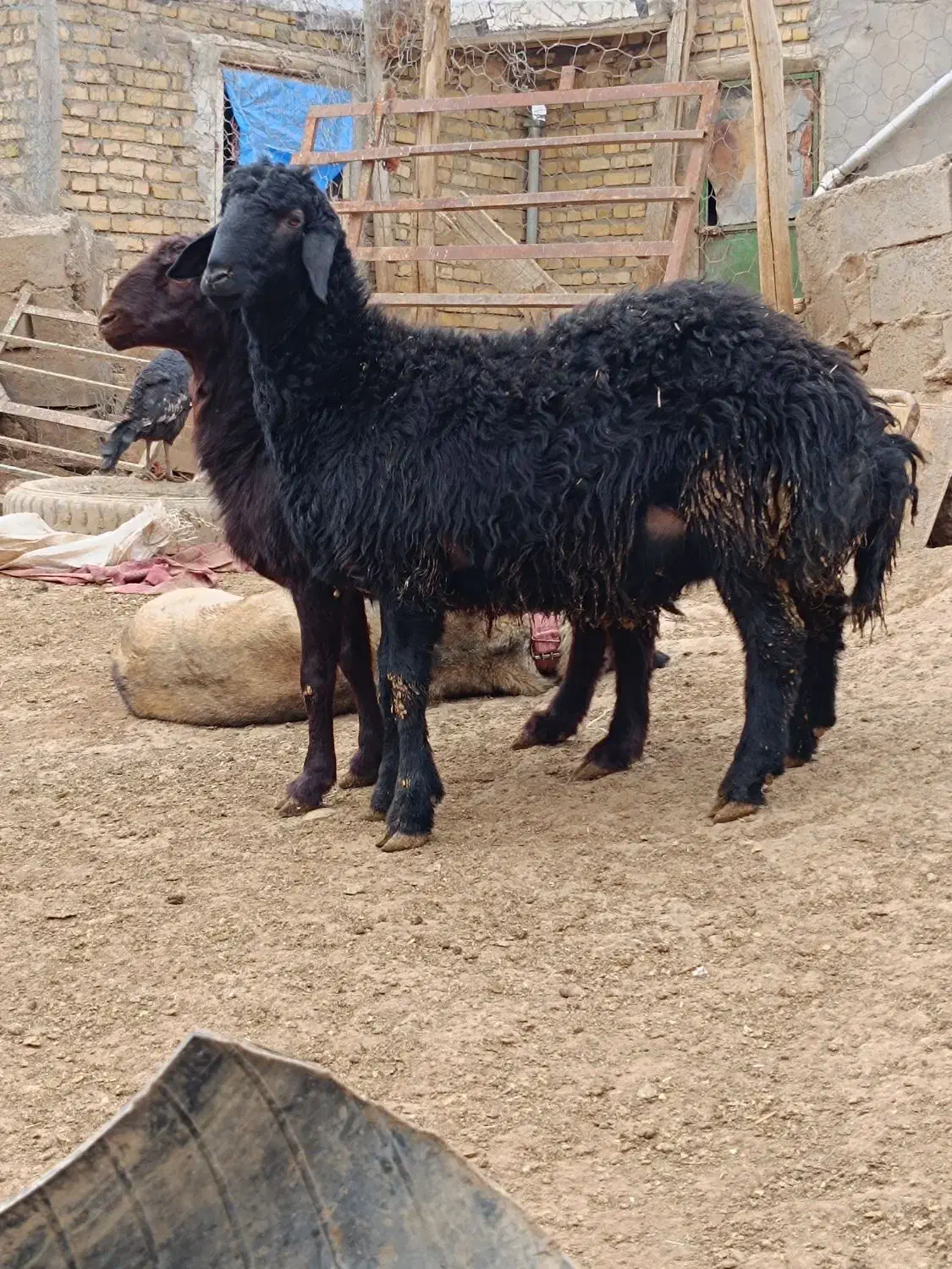 قره قزل|حیوانات مزرعه|قیدار, |دیوار