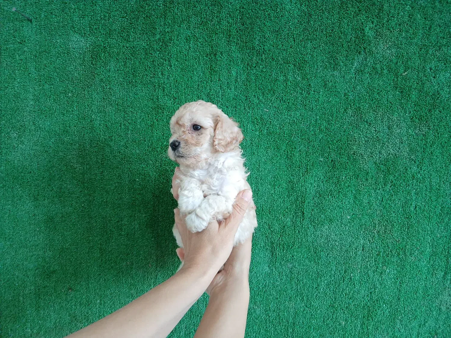 پودل نر|سگ|مشهد, باغون آباد|دیوار