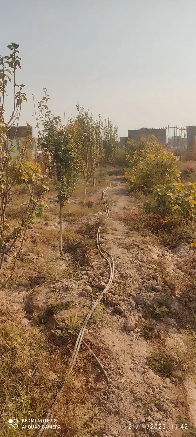 فروش باغ باانواع درختان میوه تخفیف خوب پای معامله|فروش زمین و ملک کلنگی|گرمسار, |دیوار