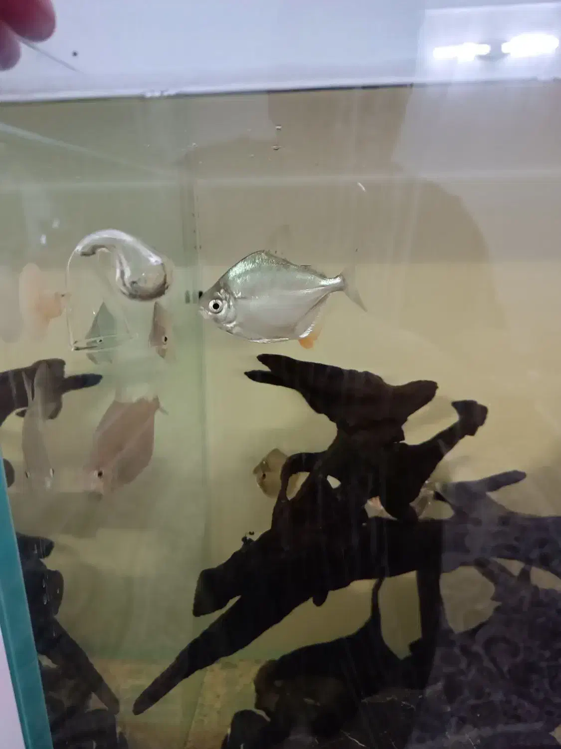 ماهی دالر|ماهی|پاکدشت, پاکدشت (مامازند)|دیوار