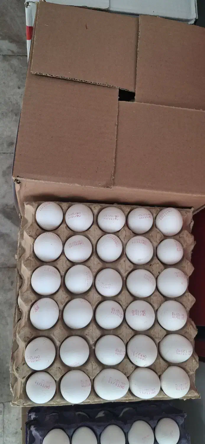 تخم مرغ|خوردنی و آشامیدنی|تهران, هاشم‌آباد|دیوار