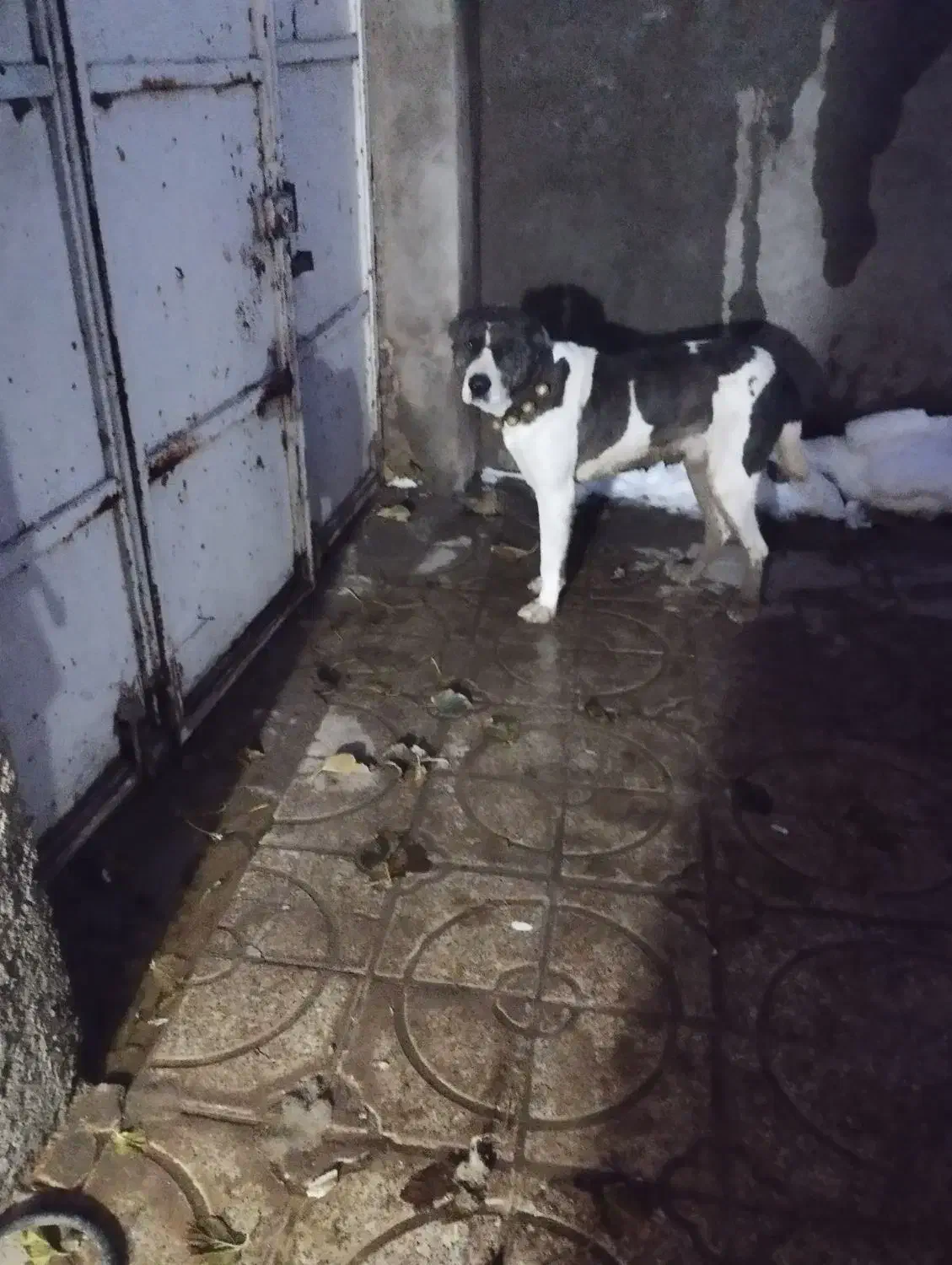 سگ گله|سگ|تربت جام, معدآباد|دیوار