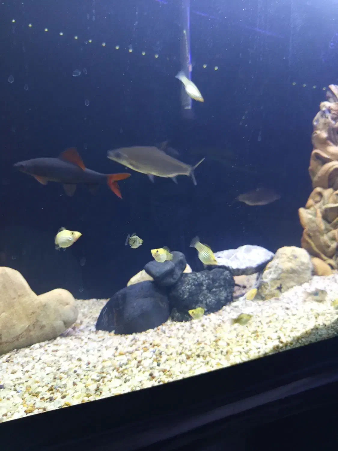 ماهی شارک|ماهی|میاندوآب, |دیوار