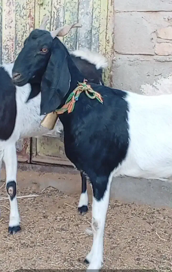 فروش 2راس شاه بز پاکستانی|حیوانات مزرعه|بردسکن, |دیوار