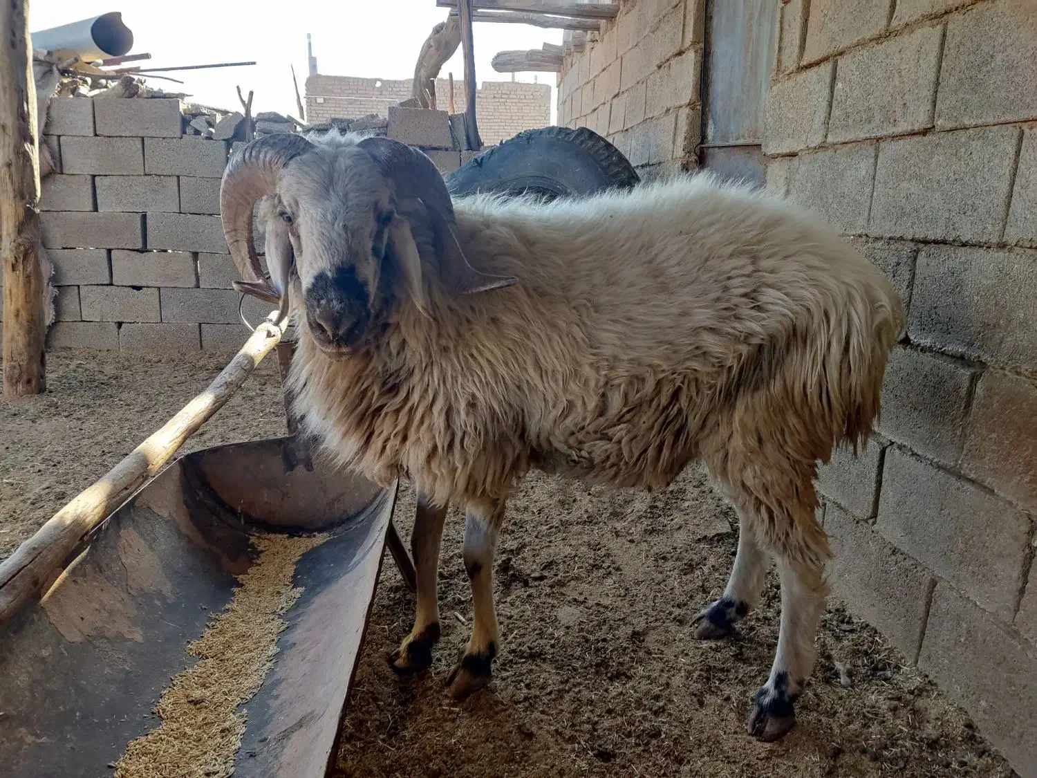 فروش قوچ بذری|حیوانات مزرعه|نی‌ریز, |دیوار