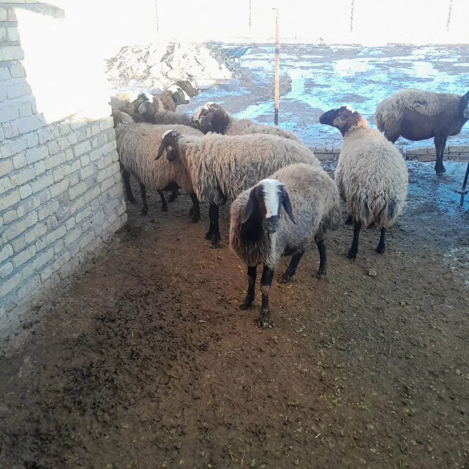 گوسفند|حیوانات مزرعه|بزینه رود, |دیوار