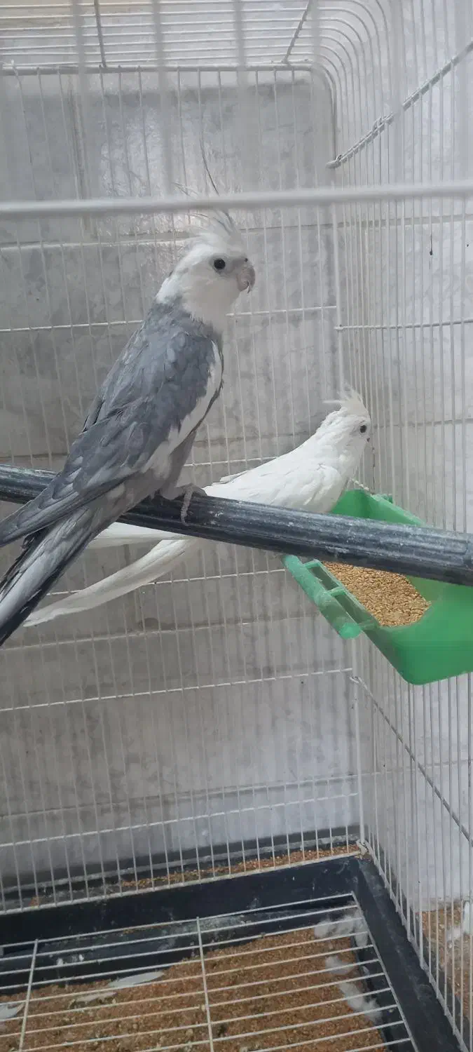 عروس هلندی مولد|پرنده|فلاورجان, |دیوار