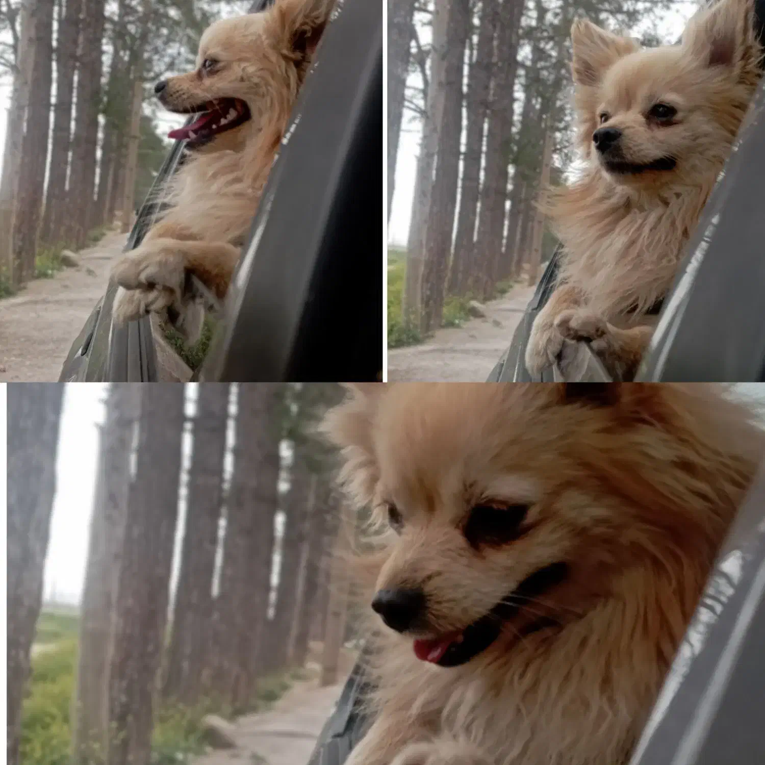 سگ پامر اشپیز اصیل|سگ|مرودشت, بیست متری بیمارستان|دیوار