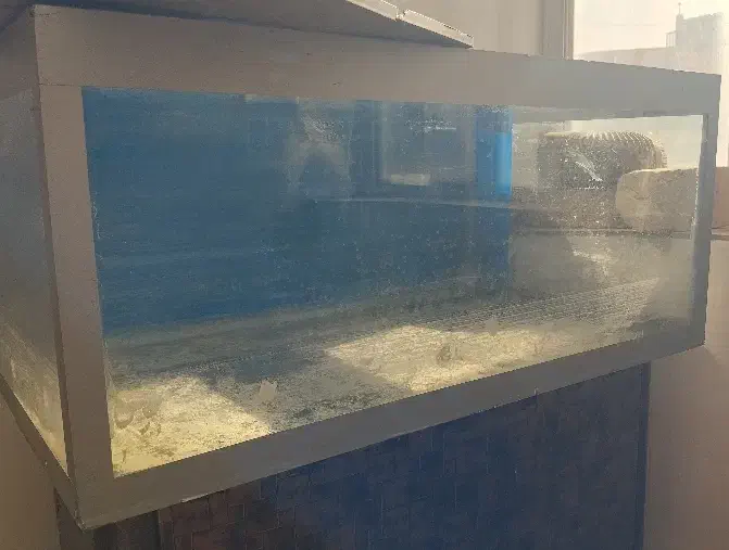 اکواریوم|ماهی|ابهر, |دیوار