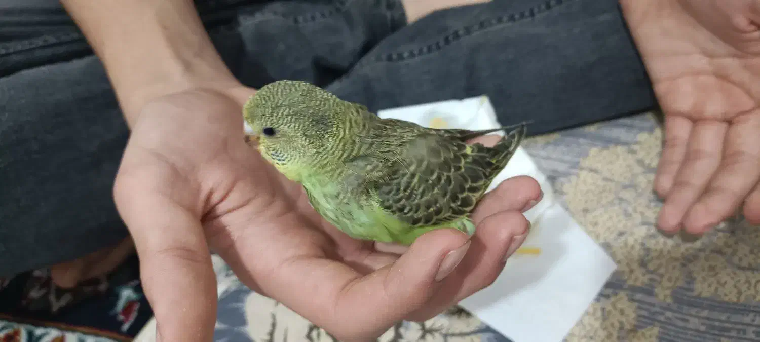 جوجه مرغ عشق سرلاکی|پرنده|فیروزکوه, |دیوار