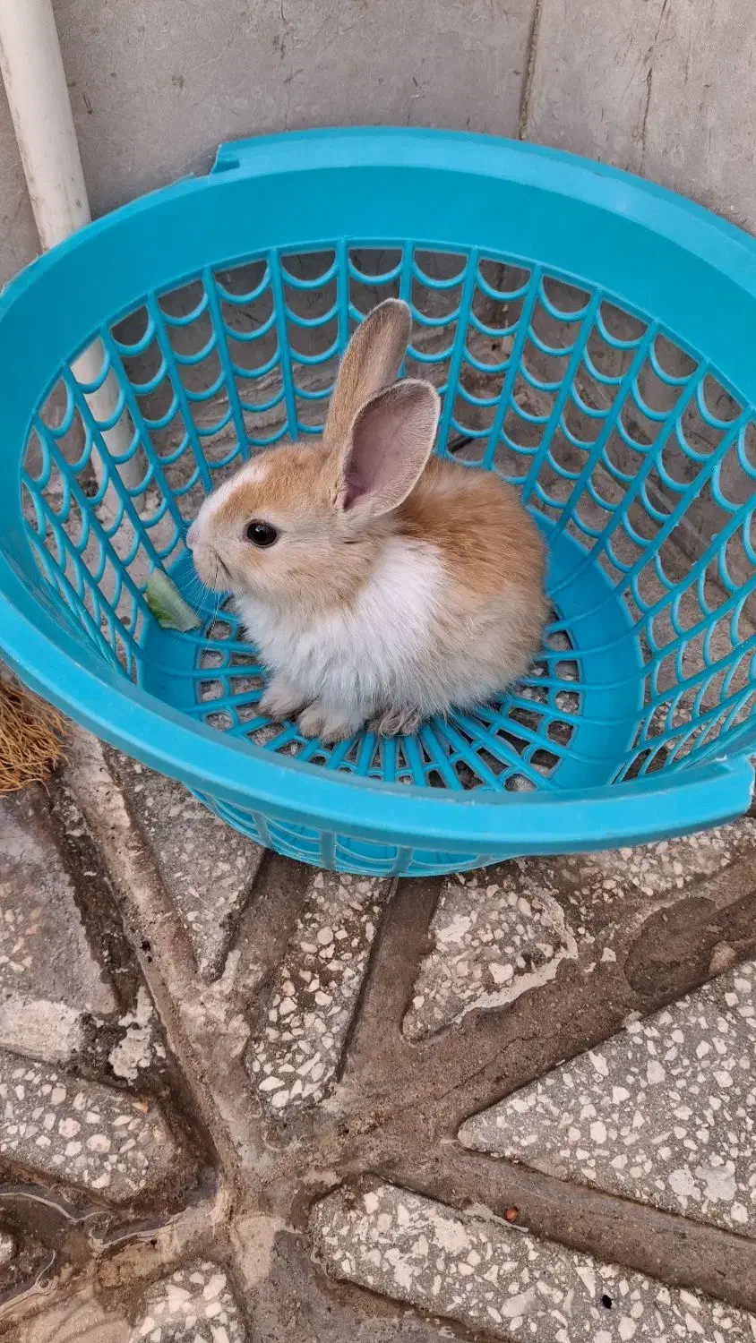 خرگوش|موش و خرگوش|سبزوار, غرب نیروگاه|دیوار