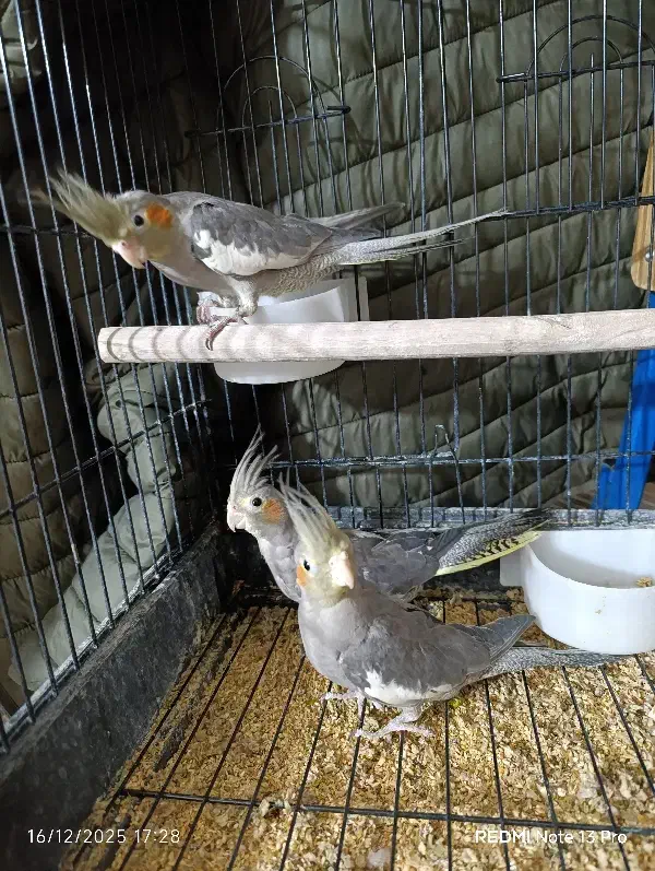 ۳ عدد عروس هلندی|پرنده|کلاله, |دیوار