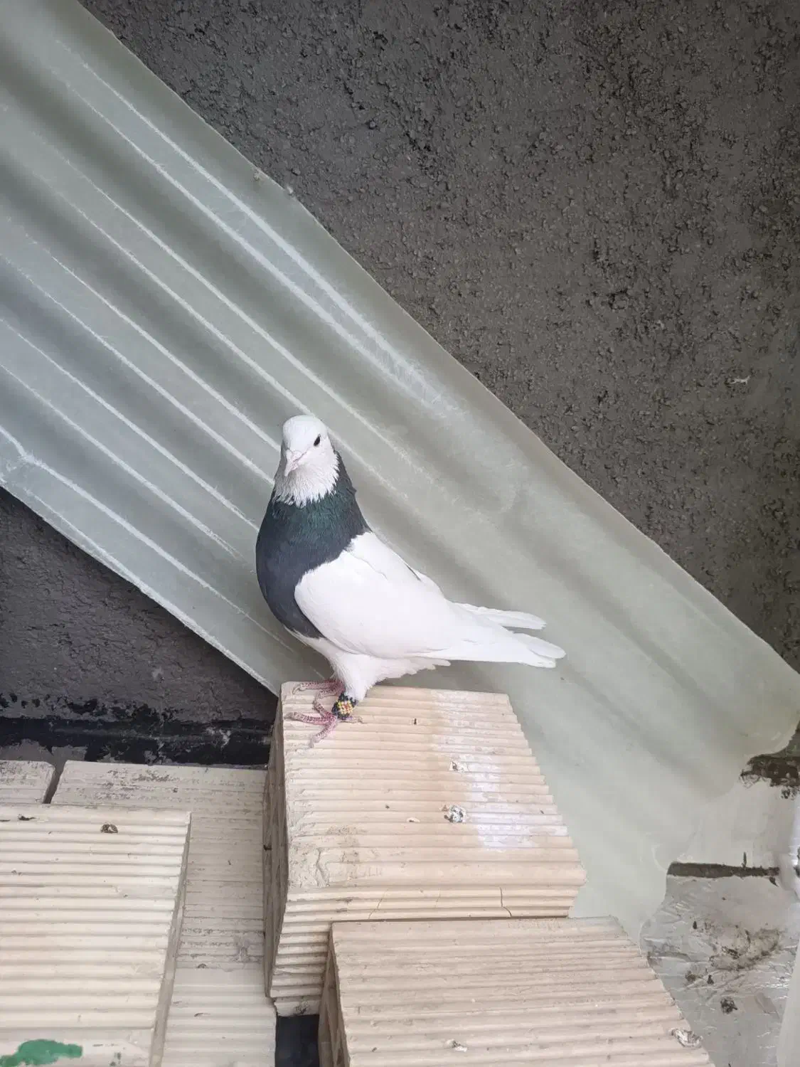 یک جفت کبوتر طوقی بدون غلط|پرنده|برخوار, |دیوار