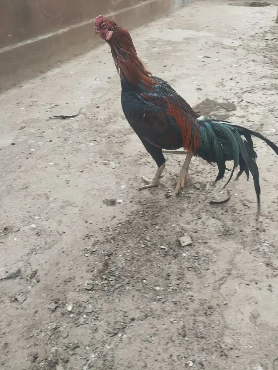 خروس لاری و مرغ لاری|حیوانات مزرعه|ورامین, خیر آباد|دیوار