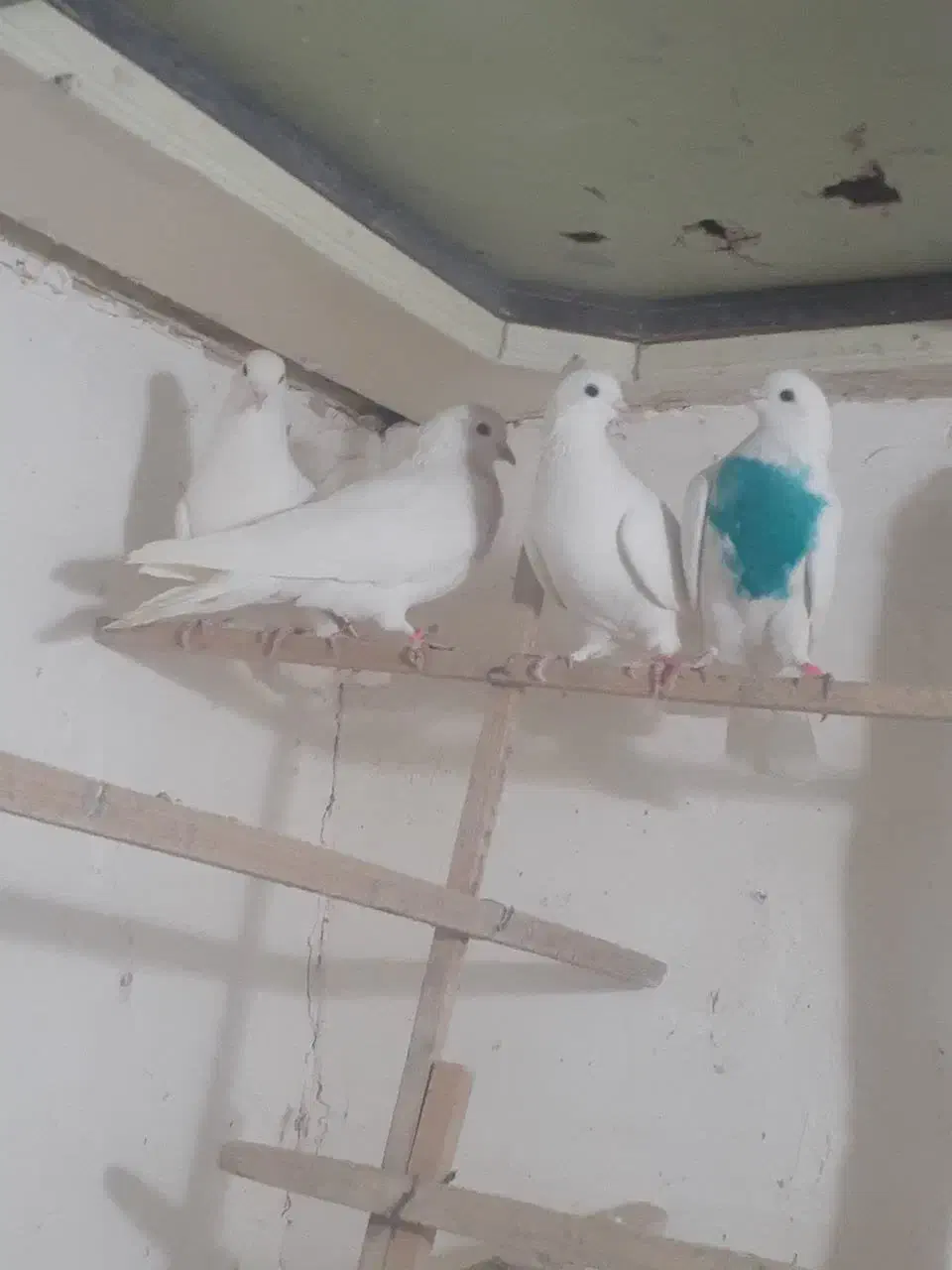 کبوتر|پرنده|قم, وادی السلام|دیوار