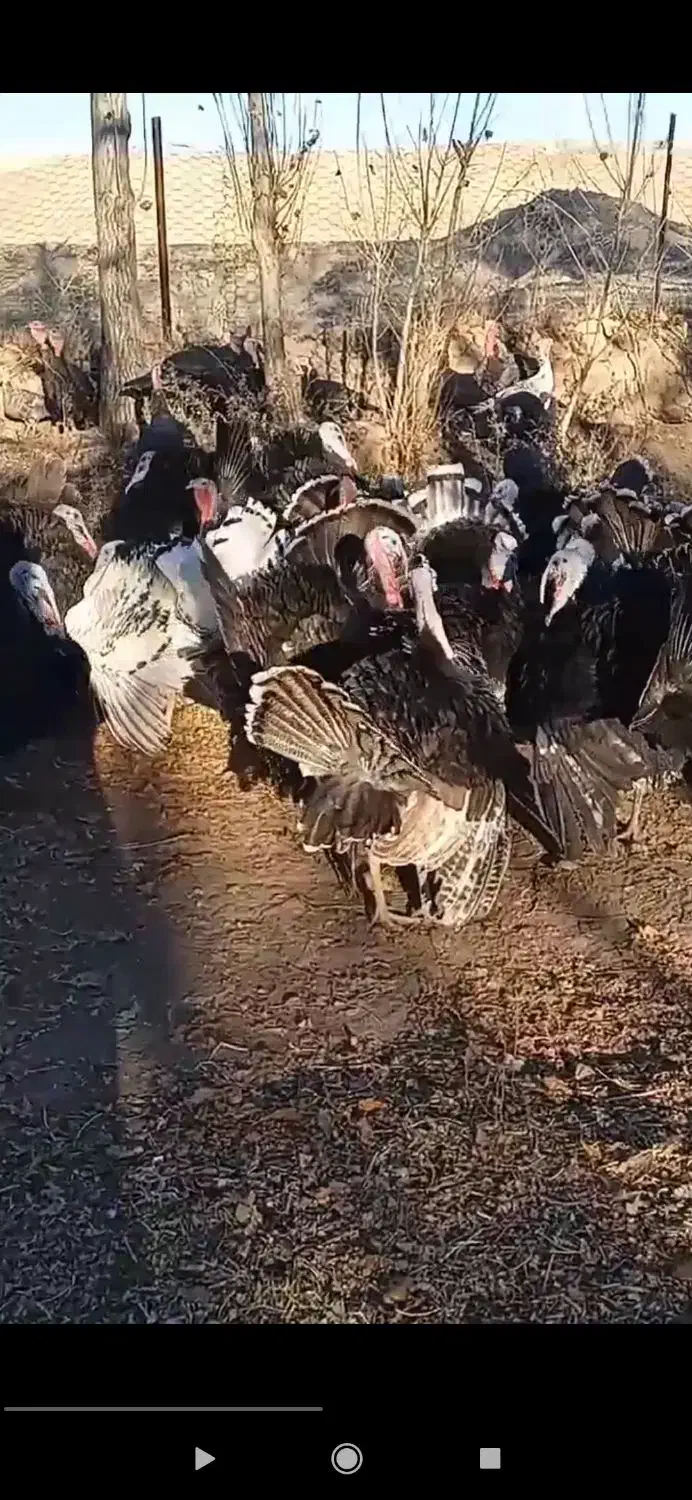 بوقلمون 100درصد100طبیعی|حیوانات مزرعه|اردبیل, |دیوار