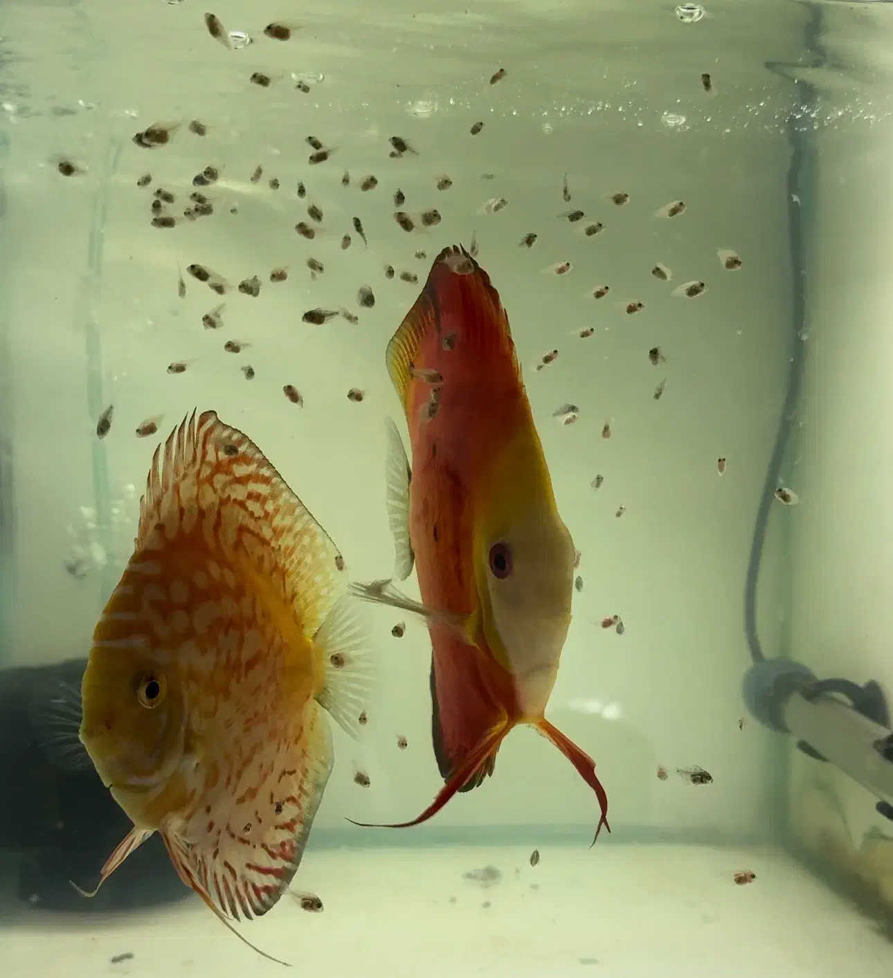 5 عدد جفت دیسکس هر جفت 4500|ماهی|اندیشه, شهرک صدف|دیوار