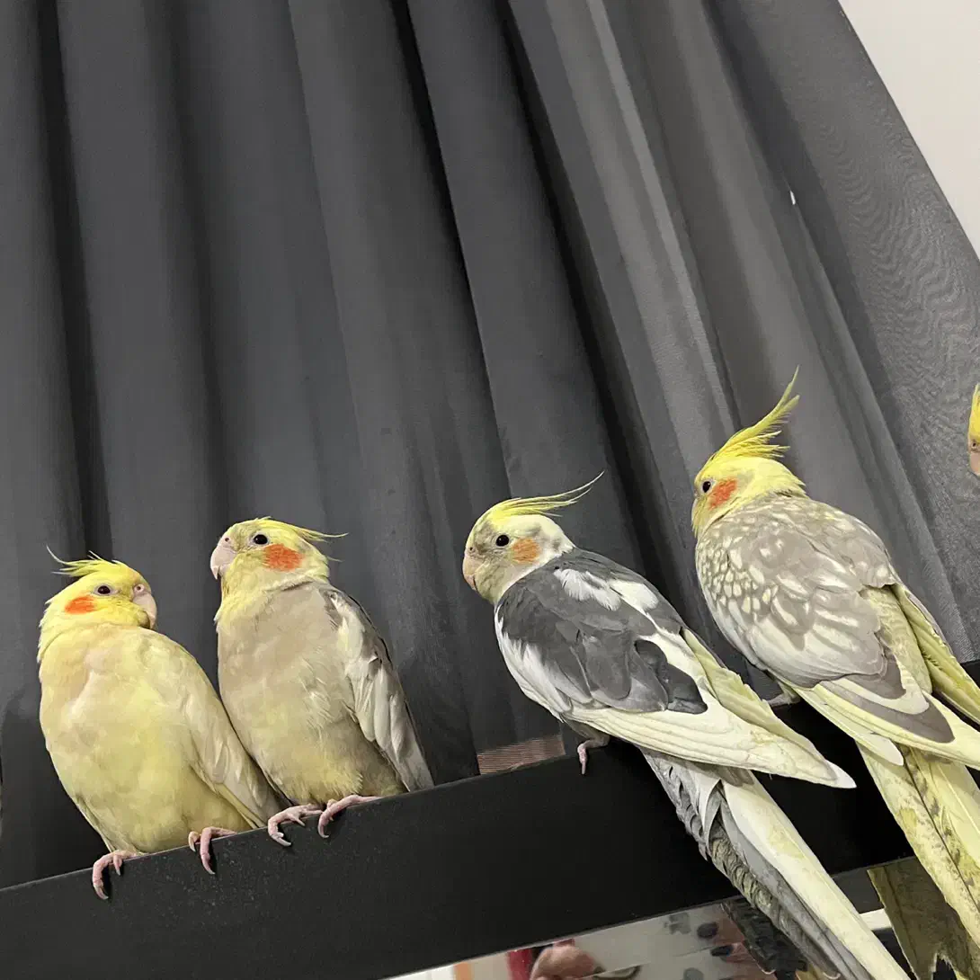 عروس هلندی|پرنده|تهران, سازمان برنامه شمالی|دیوار