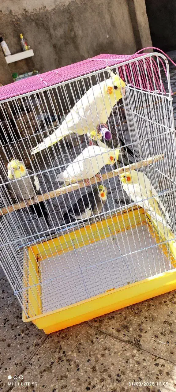 عروس|پرنده|مه ولات, |دیوار