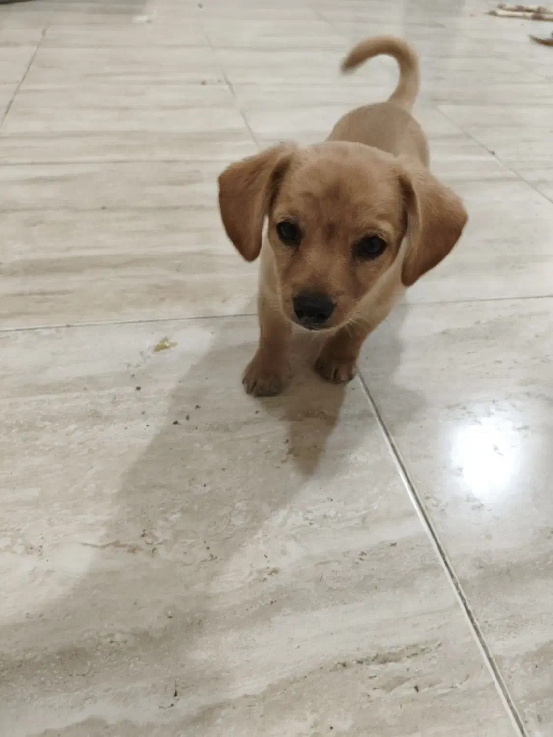 فروش چهار عدد توله سگ پامر اشپیتز|سگ|کرمان, |دیوار