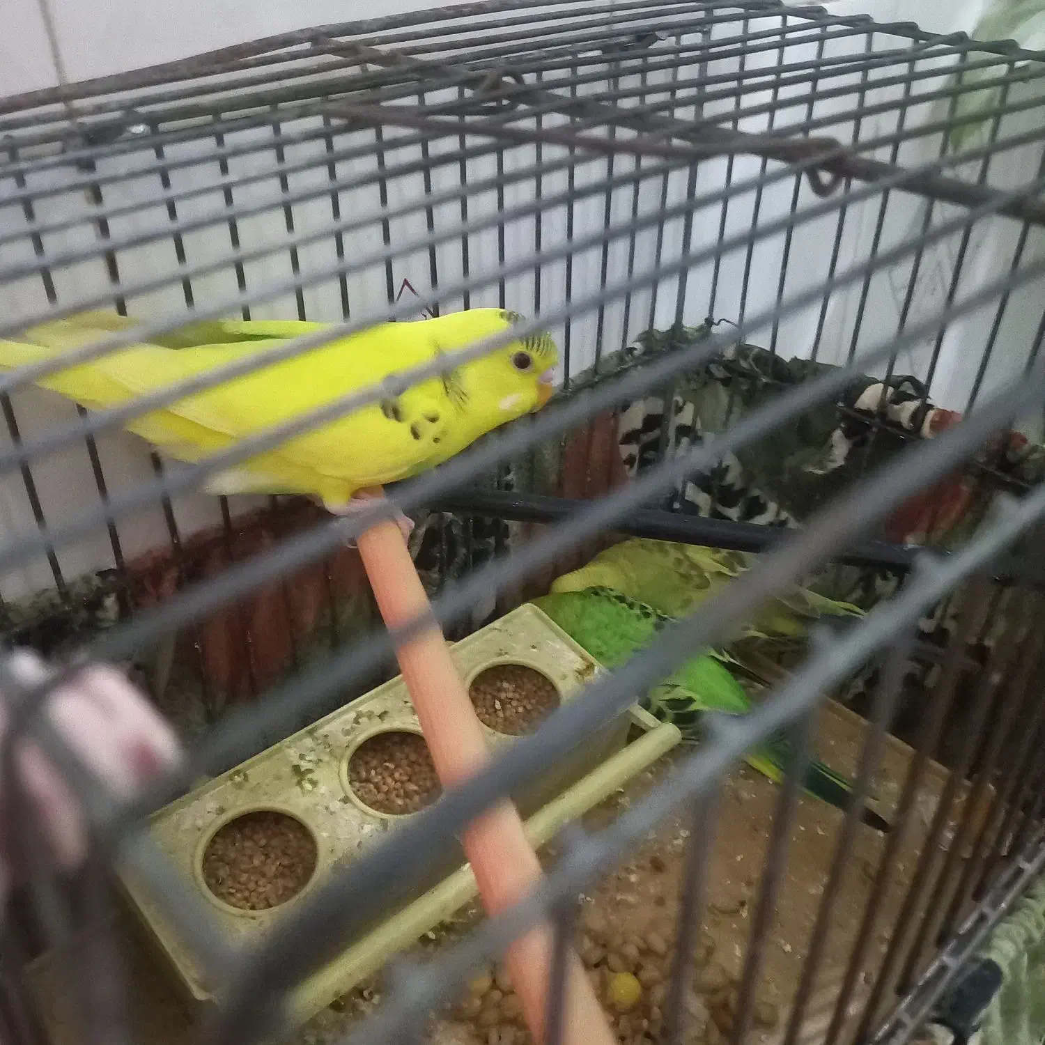 مرغ عشق|پرنده|محمدشهر, محمدشهر|دیوار