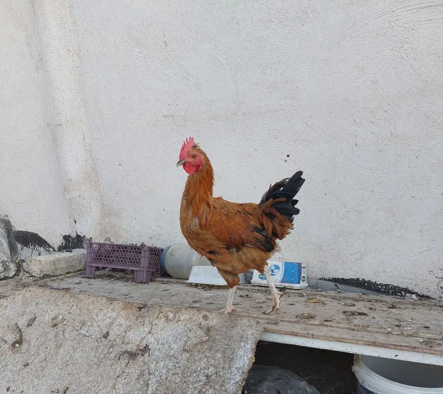 خروس|حیوانات مزرعه|اصفهان, شاهد|دیوار