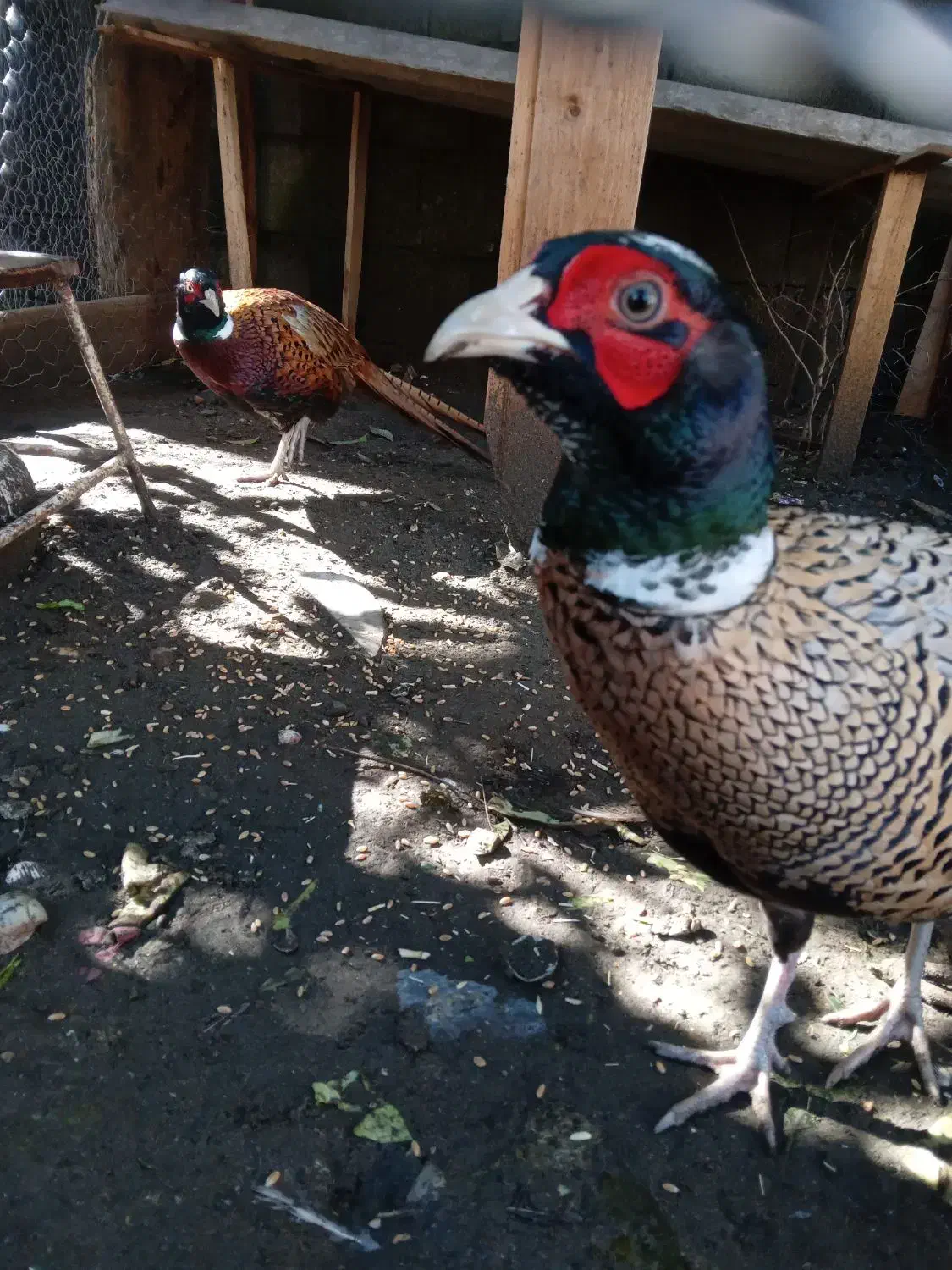 پرنده زینتی|پرنده|رضوانشهر, |دیوار