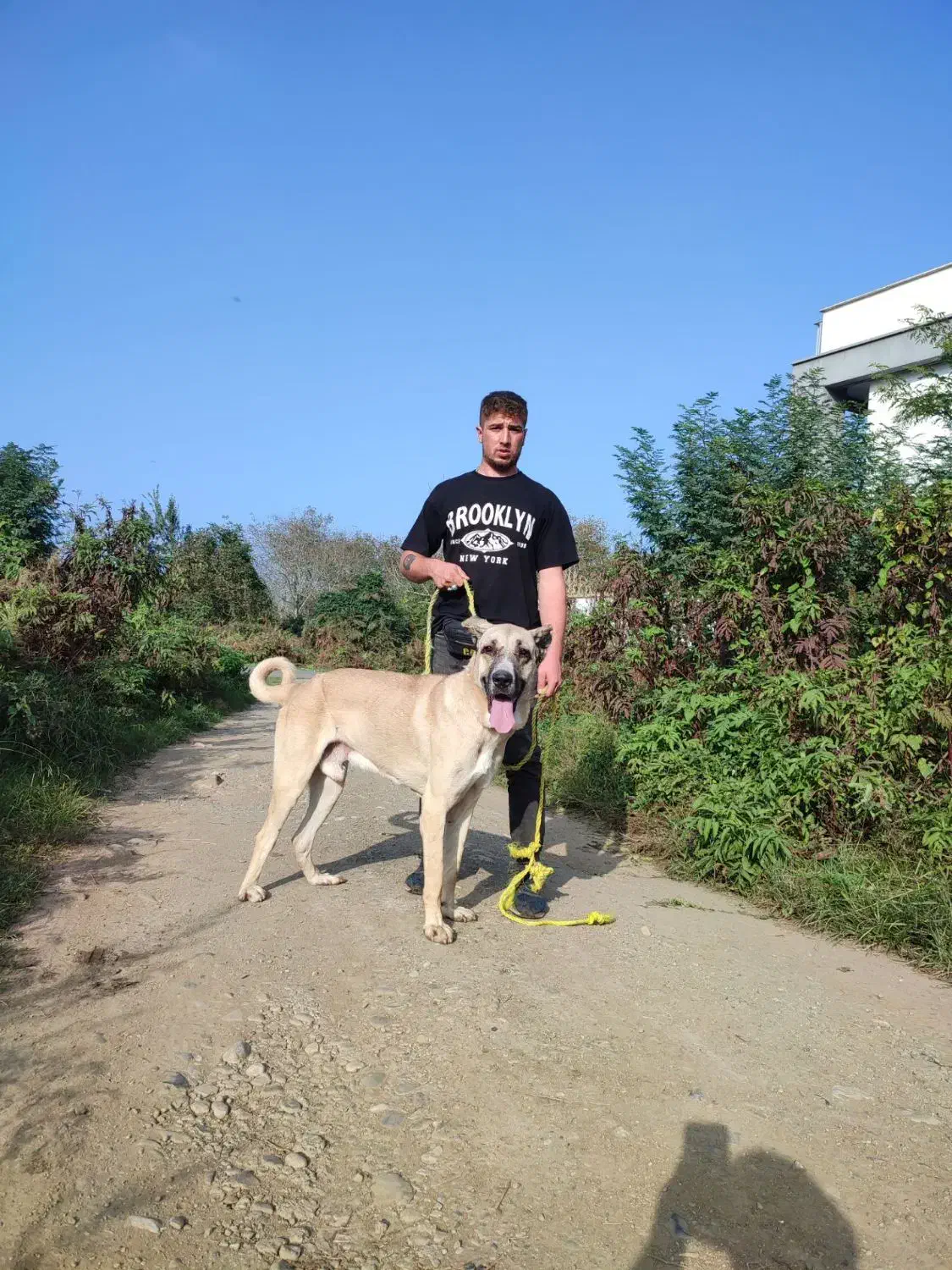 سگ سرابی ۱۲ماهه قیمت مناسب|سگ|لاهیجان, لفمجان|دیوار