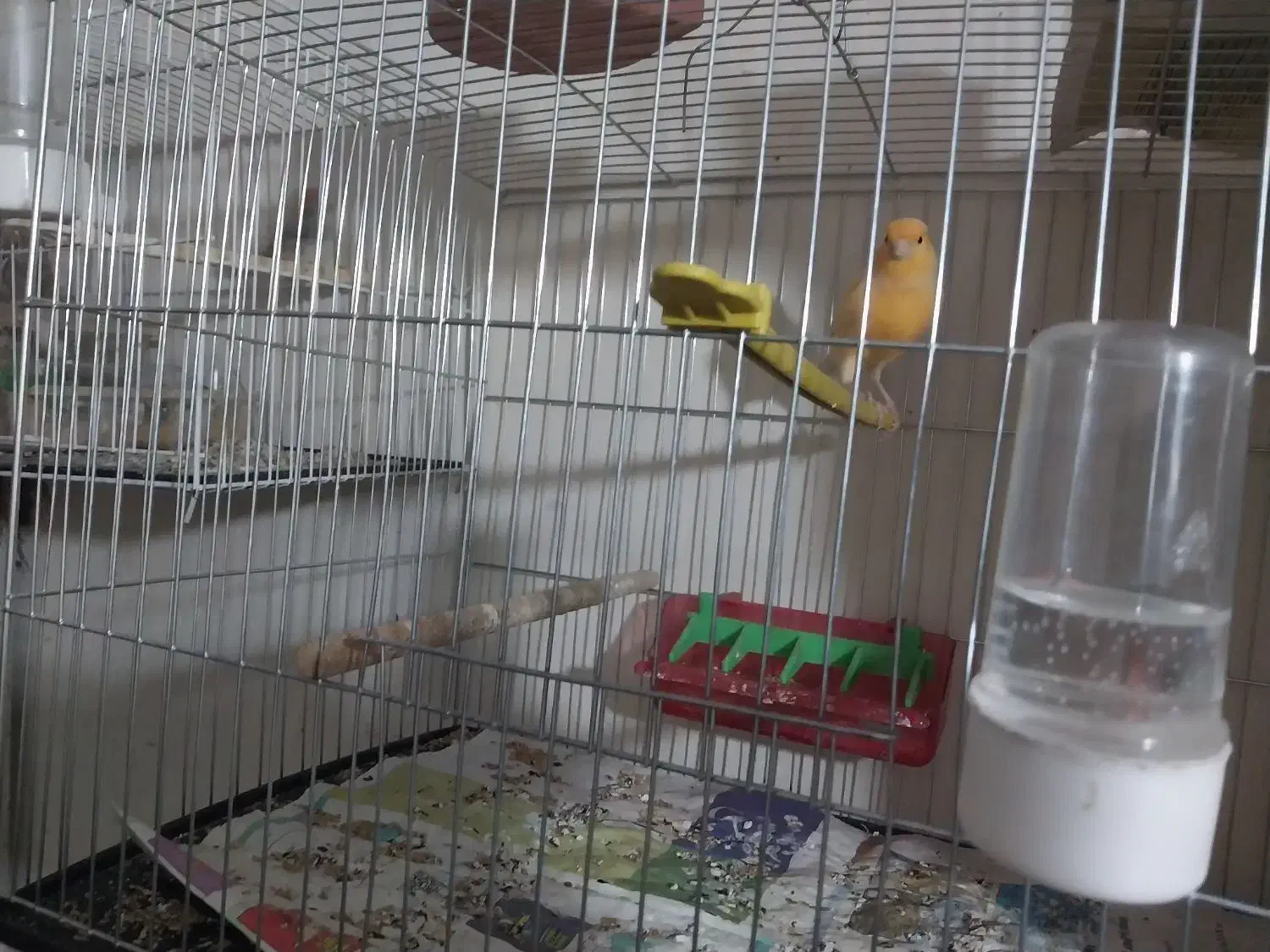 4عدد قناری|پرنده|ساری, |دیوار