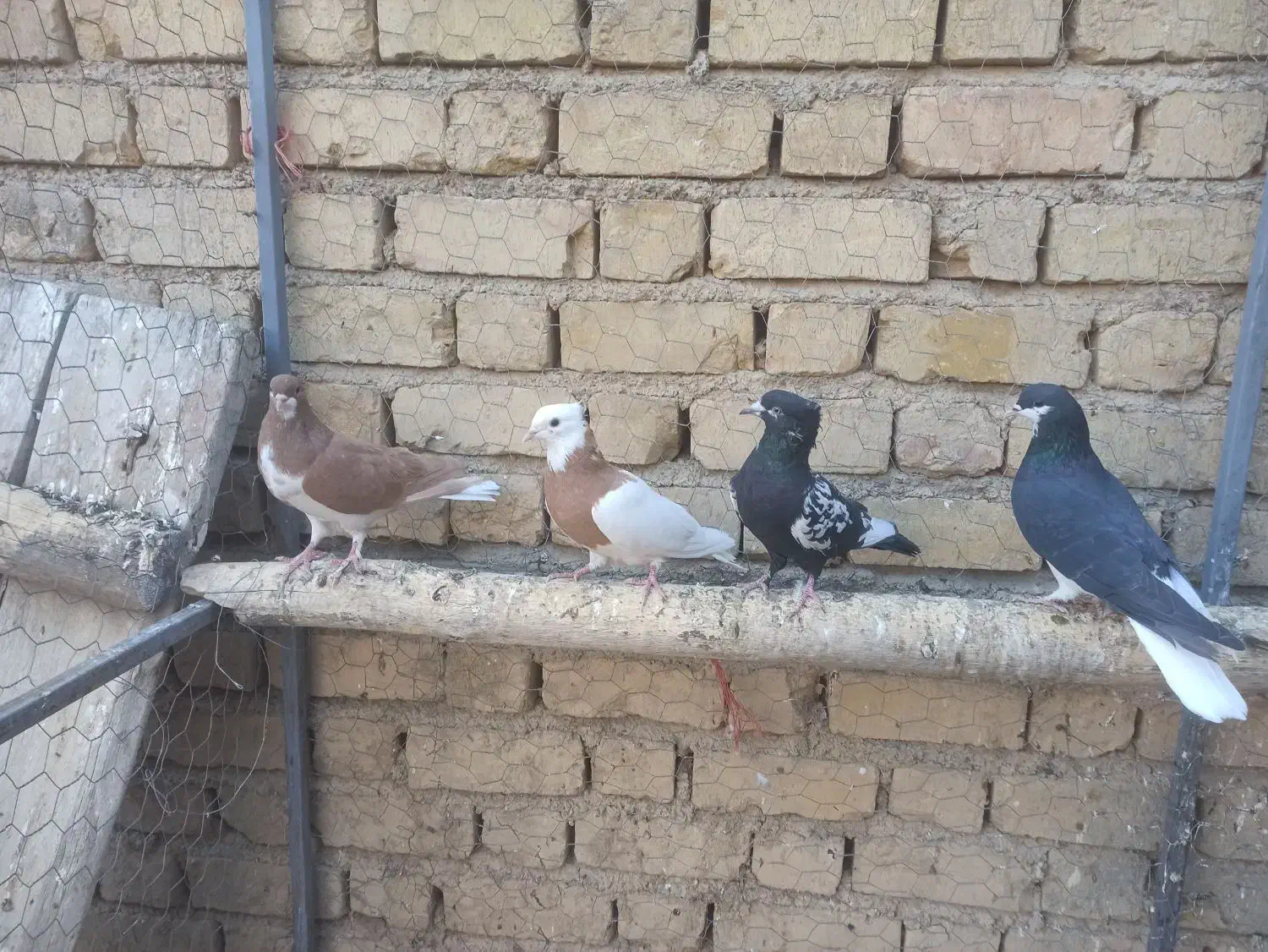 کبوتر|پرنده|شیراز, گویم|دیوار